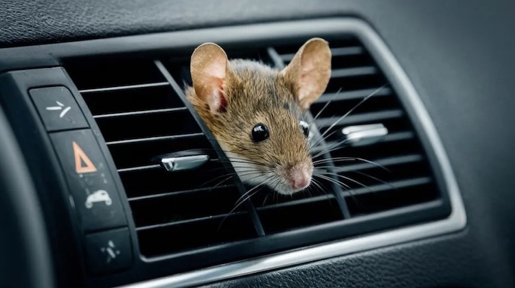 The Hog Ring - How to Prevent Mice from Living in Your Clients' Cars