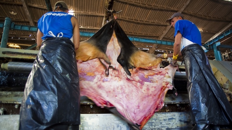 The Hog Ring - Study Finds Rampant Human Rights Abuses in Brazil’s Leather Supply Chain