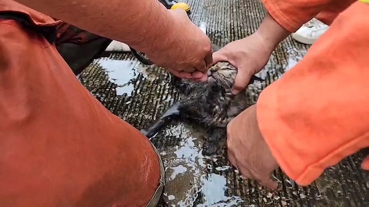The Hog Ring - Firefighters Save Cat Trapped in Burning Upholstery Shop