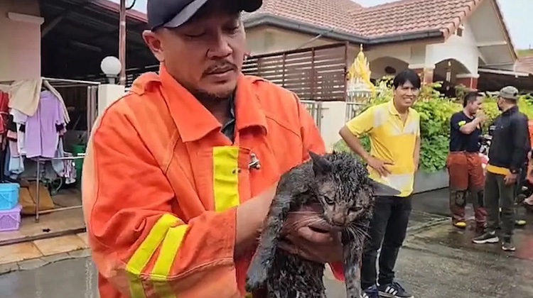 The Hog Ring - Firefighters Save Cat Trapped in Burning Upholstery Shop