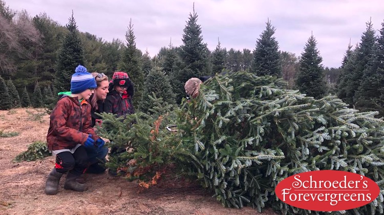 The Hog Ring - These Wisconsin Auto Trimmers Run an Award-Winning Christmas Tree Farm